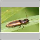 Dalopius marginatus - Geraendeter Schnellkaefer 02a 6-7mm.jpg